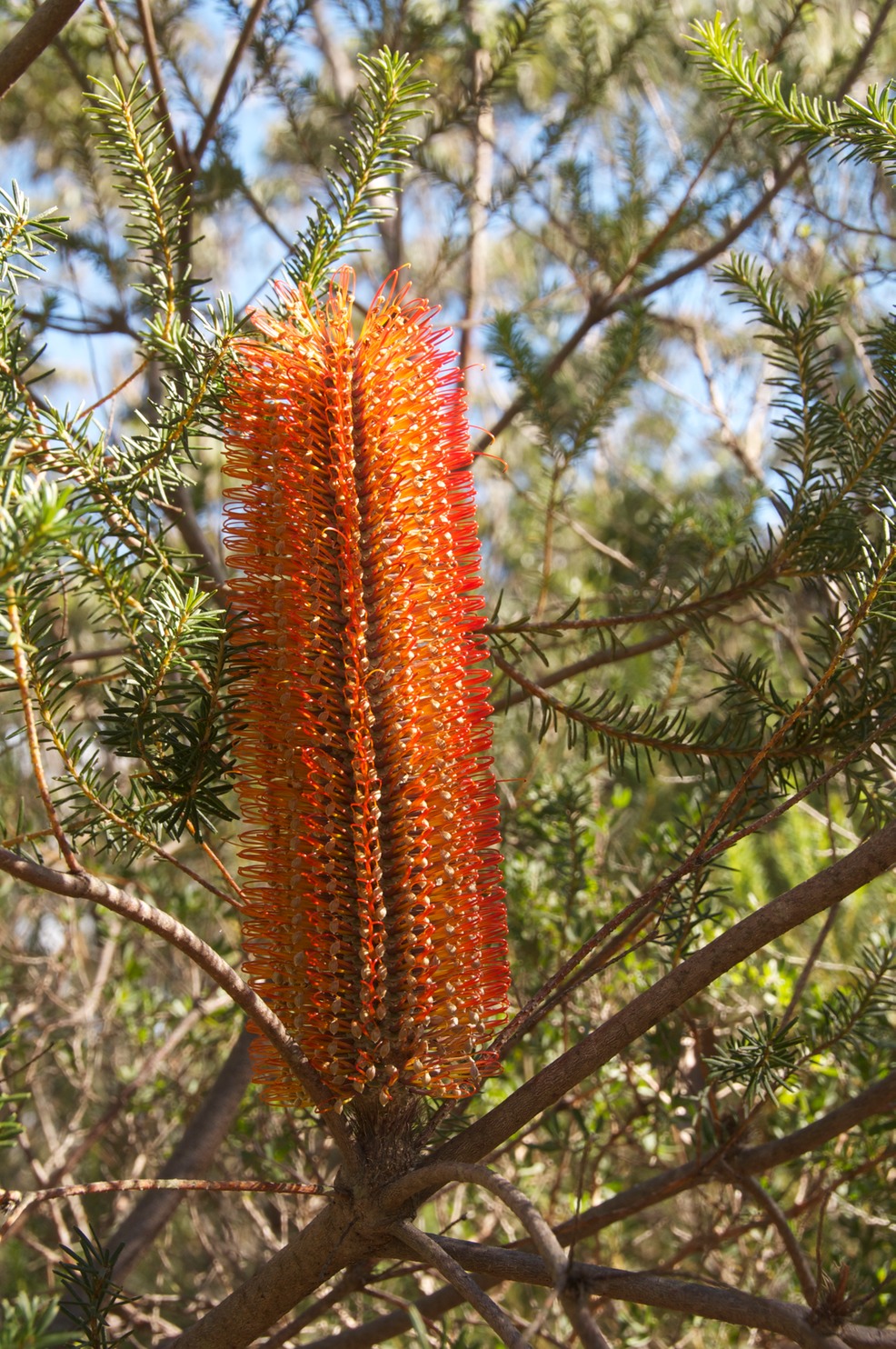 Banksia