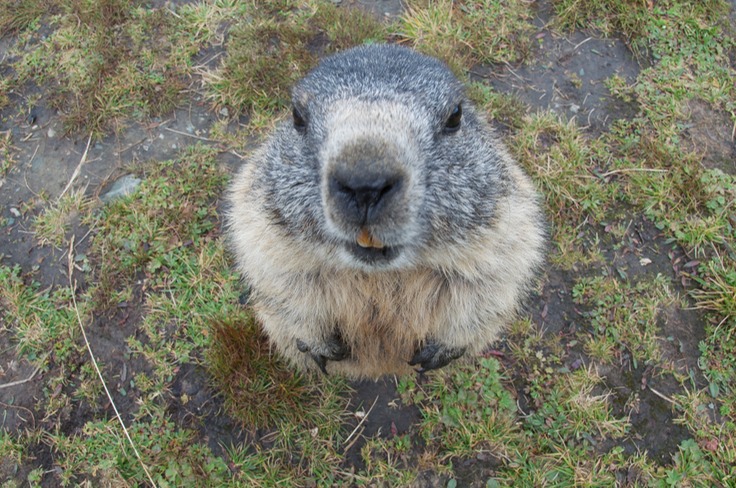 Marmots on Grossglockner Pass