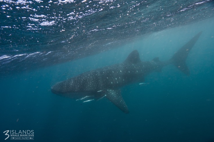 Whale shark