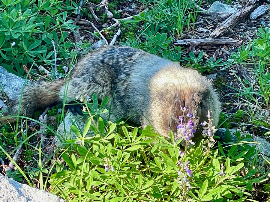 Marmot